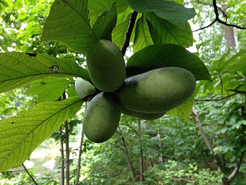 渓谷下流のポポー（Asimina triloba）の果実