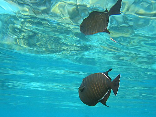 インドモンガラカワハギと水面に映るその姿