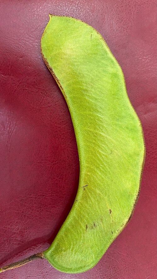 Fruit