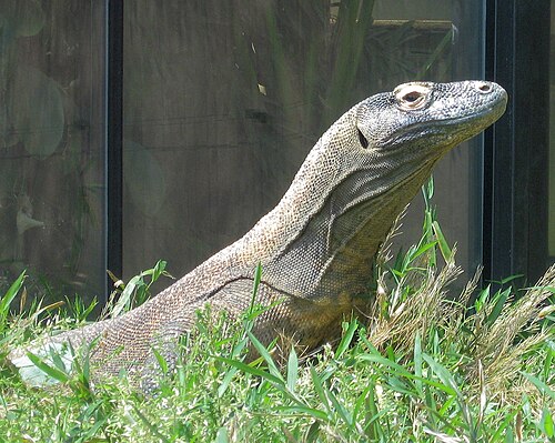 動物園の爬虫類発見センターにいるコモドオオトカゲ