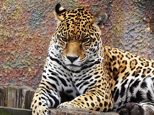 動物園のジャガー