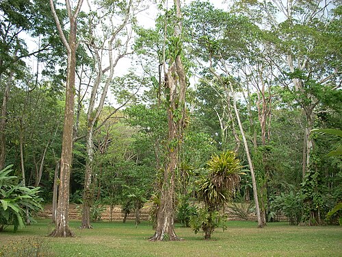 広い間隔で木々が点在する平らな草地。植物の間から幅の広い階段がかすかに見えます。