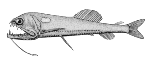 Astronestes niger