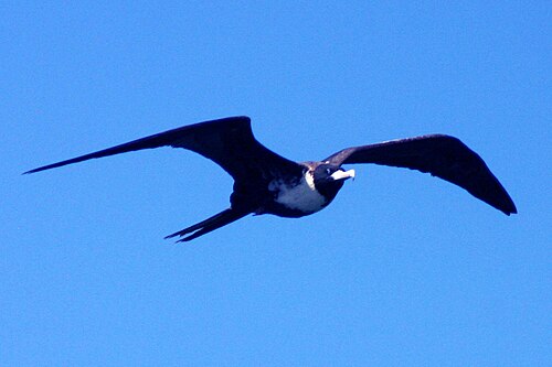 ティヘレタ デ マル (Fregata magnificens)