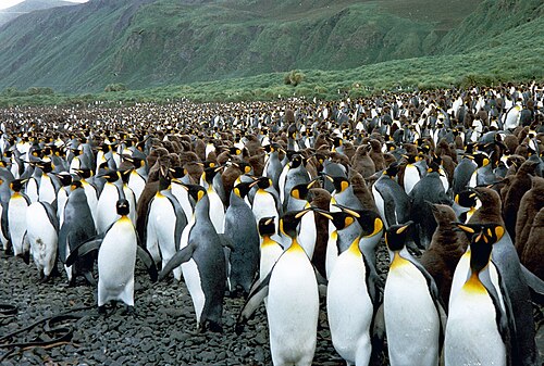 ルシタニア湾のキングペンギン
