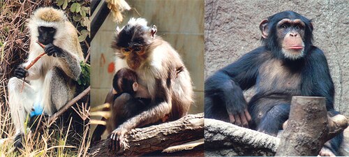 HIV感染源となりうる3種の霊長類