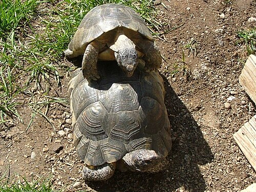交尾中の2匹のカメ