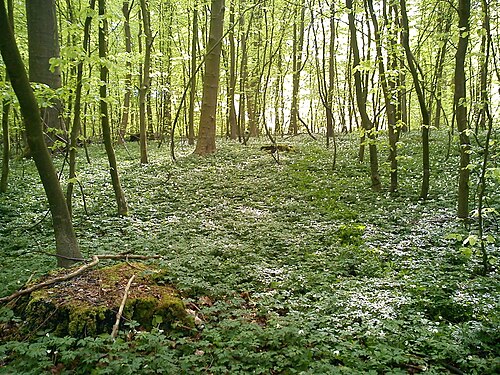 いくつかのまれなスポットでは、ラムソンの代わりにイソギンチャク（Anemone nemorosa）が優勢です。