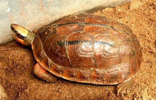 メスの C. c. cyclornata