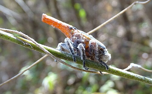 マダガスカルランタンバグ (Zanna madagascariensis)