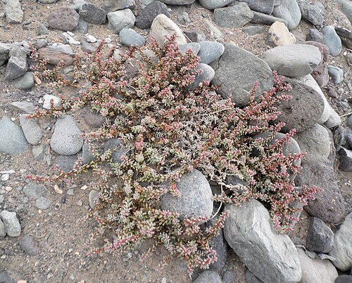 Suaeda vermiculata（ヒユ科）