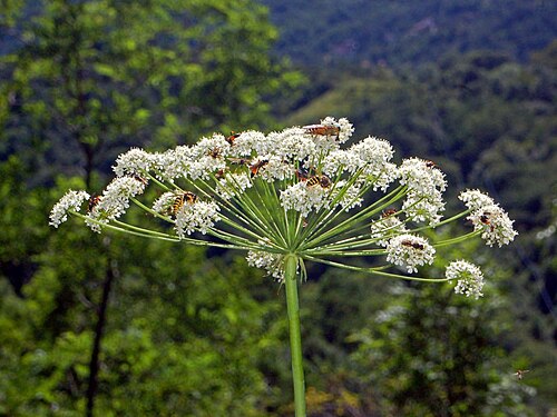 Laserpitium latifoliumの花のクローズアップ