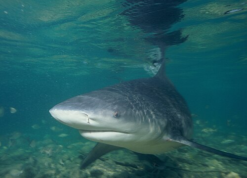浅瀬にいるオオメジロザメの写真