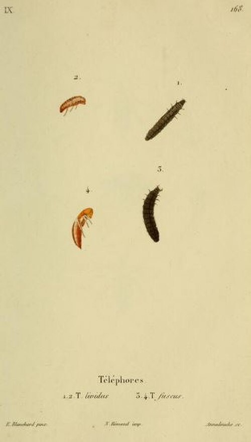 エミール・テオフィル・ブランシャール（1795-1877）が描いたカンタリス・フスカとカンタリス・リビダの幼虫。アヌドゥーシュが彫刻した。