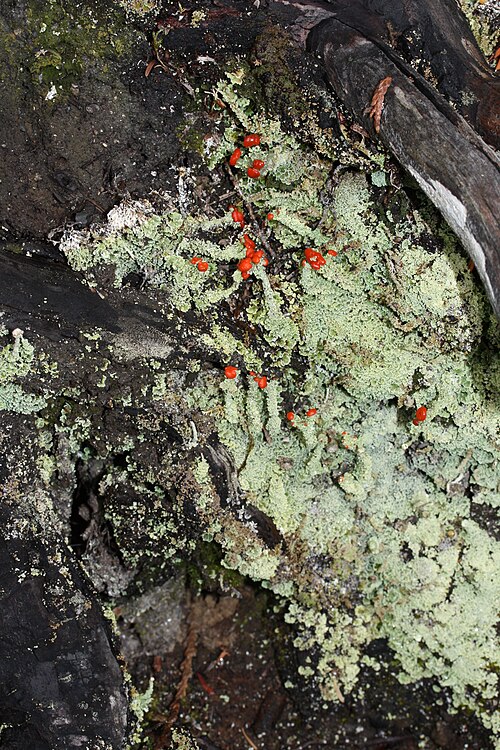 Cladonia macilenta var. bacillaris – リップスティッククラドニア