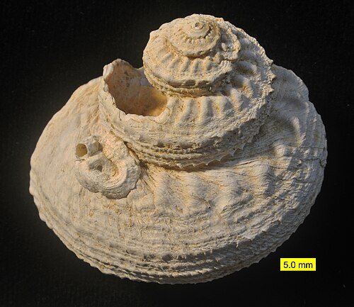 キプロス島の鮮新世から発見された腹足類とそれに付着した蛇管類