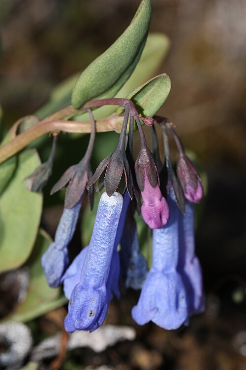 ロングブルーベル（Mertensia longiflora）