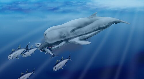 マッコウクジラに似た体格だが、長くて黒い嘴を持つシャチ。マグロを狩る。