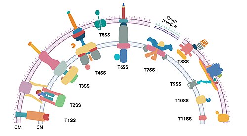 図は、構成タンパク質の数と構造が異なる 11 種類 (T1SS から T11SS) の細菌分泌システムがあることを示しています。