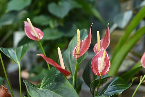 フラミンゴの花