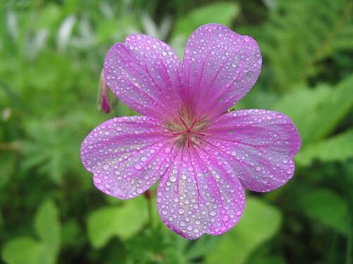 ピンクの花、ゼラニウム属の朝露