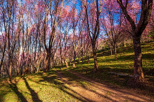 プー・ロム・ロは、タイ最大のヒマラヤ桜の自生地であるプー・ヒン・ロン・クラ国立公園の一部です。