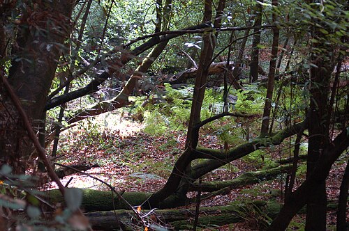 カリフォルニア州の海岸沿いのレッドウッドの下草の中
