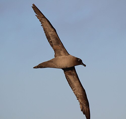 ドレーク海峡を飛ぶ、淡い色のクロアホウドリ