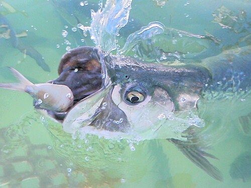 大西洋のターポンが食べている