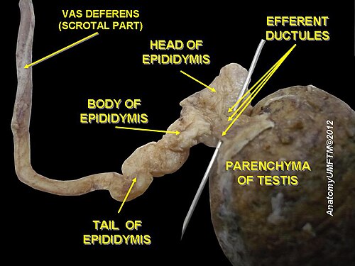 Testicle