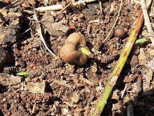 果実の蒴果または果皮