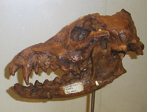 「Canis (Xenocyon) falconeri」の頭蓋骨