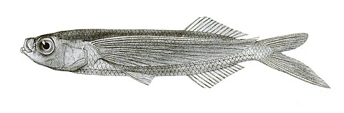 熱帯性二翼トビウオ Exocoetus evolans