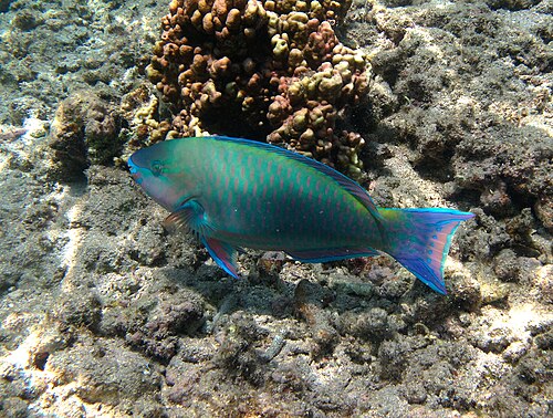 オスの Scarus psittacus