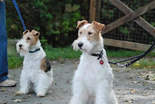 「リードに繋がれた2匹の犬が座っています。どちらも大部分は白で、色の違う茶色のまだらがあります。毛はカールしていて硬いです。」