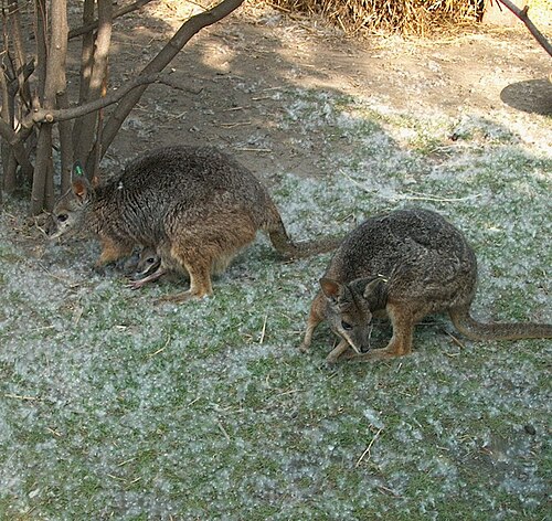 ブダペスト動物園のタマール