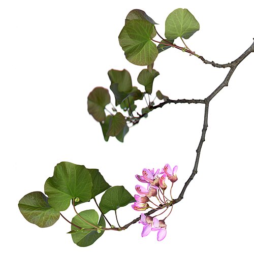 Cercis siliquastrum(ユダの木)の花が咲いた枝と花の断面のスキャノグラフ。
