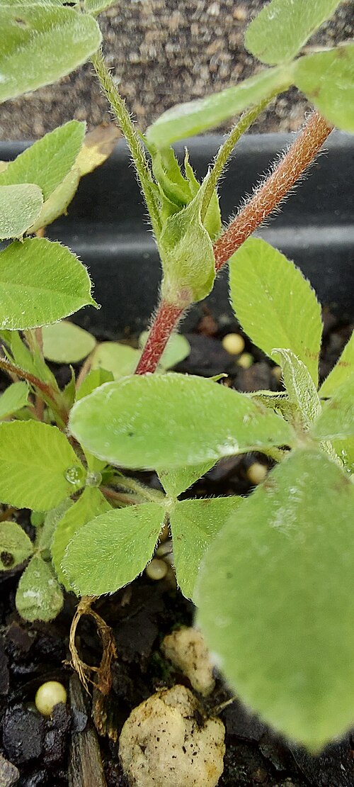 思春期の茎、托葉、葉柄