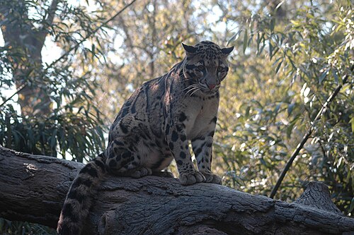 ウンピョウはメガラヤ州の州獣である。