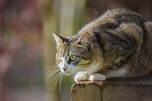 警戒する猫
