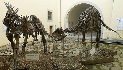 アマルガサウルスとカルノタウルスの骨格模型