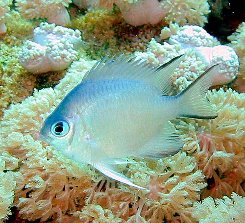 ほとんどのサンゴ礁の魚は、このスズメダイのようにひれに棘を持っています
