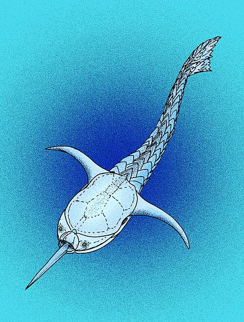 最近発見された種、D. arctica の復元