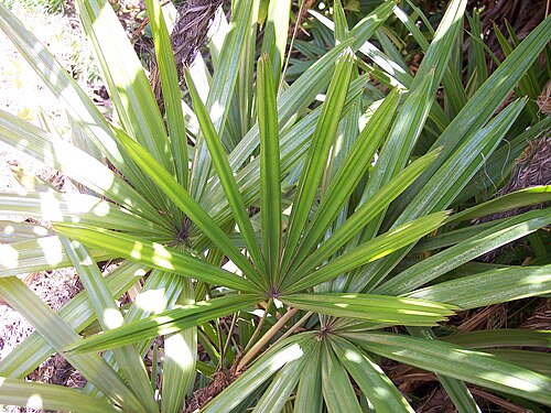 R. excelsa の葉