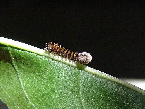 卵がついたまま孵化中 - アーモンドの葉の上