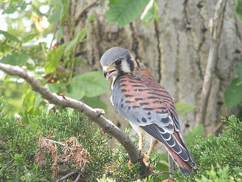 イリノイ州中央部に位置する