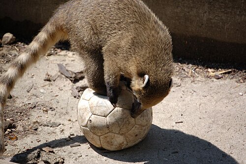 ボールの上のハナグマの写真