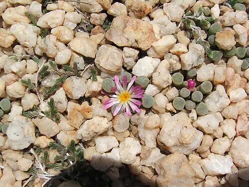 自然の生息地で開花