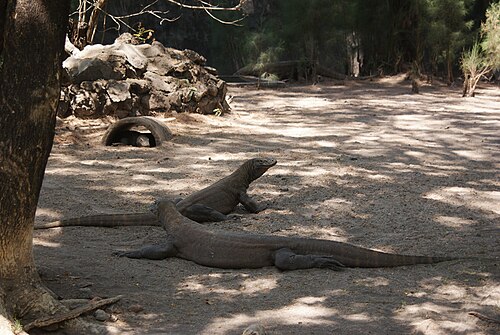 スラバヤ動物園のコモドオオトカゲ