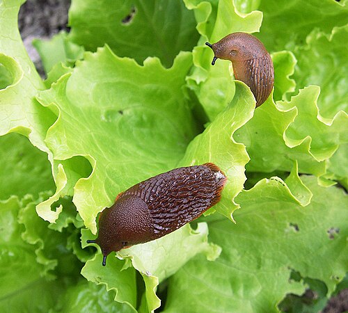 ナメクジが野菜を食べている。